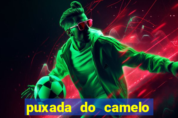 puxada do camelo jogo do bicho